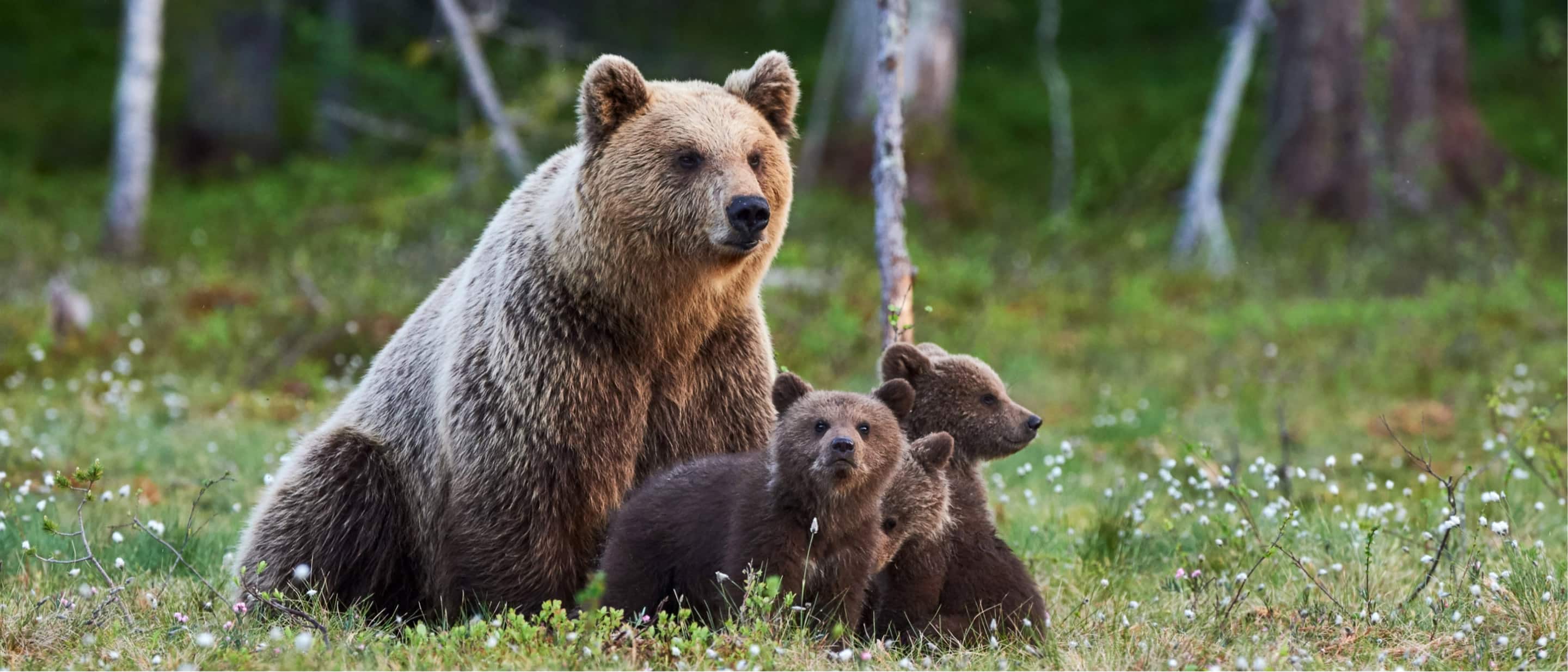 Girzzly Bears