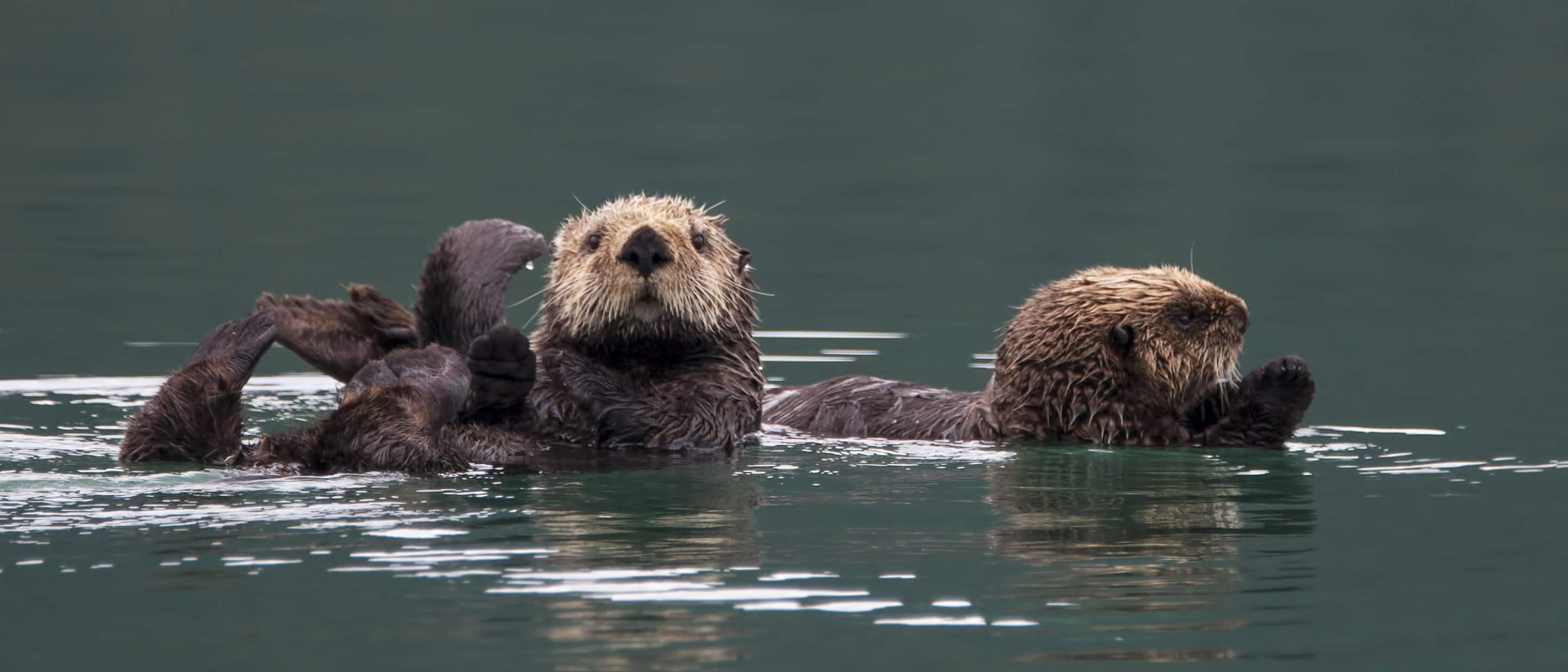 Sea Otters