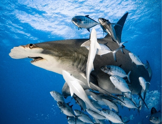 Bahamas Bimini Port Sharks