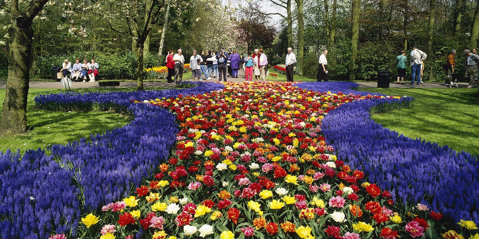 Visitors admiring vibrant lavender and colorful flowers in Keukenhof Gardens, surrounded by lush greenery.